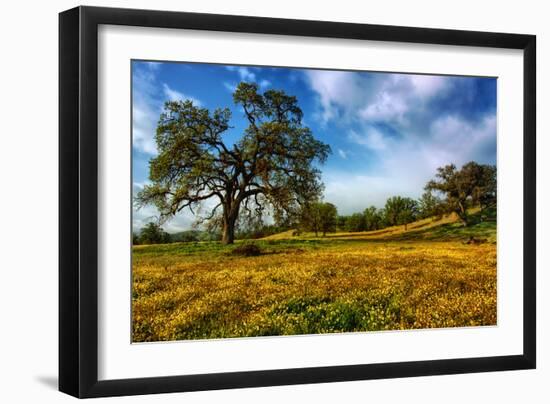 Spring Field & Tree Central California Wildflowers Oak Tree-Vincent James-Framed Photographic Print