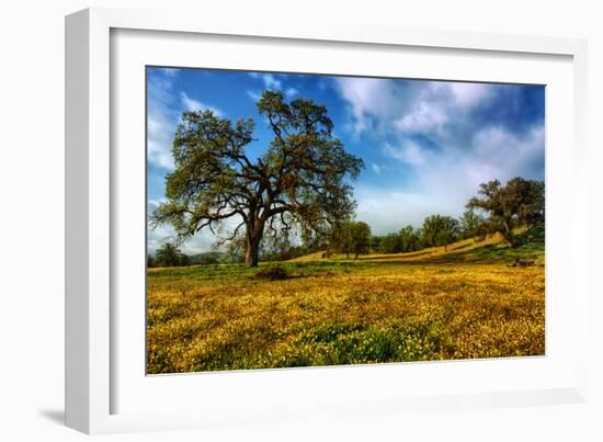 Spring Field & Tree Central California Wildflowers Oak Tree-Vincent James-Framed Photographic Print