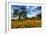 Spring Field & Tree Central California Wildflowers Oak Tree-Vincent James-Framed Photographic Print