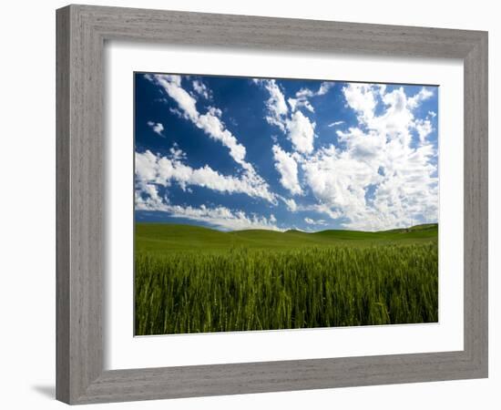 Spring fields of wheat, peas and barley-Terry Eggers-Framed Photographic Print