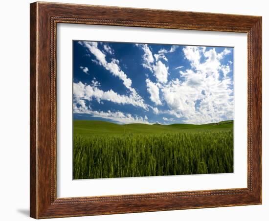 Spring fields of wheat, peas and barley-Terry Eggers-Framed Photographic Print