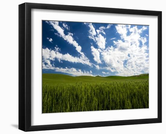 Spring fields of wheat, peas and barley-Terry Eggers-Framed Photographic Print