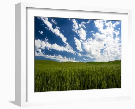 Spring fields of wheat, peas and barley-Terry Eggers-Framed Photographic Print