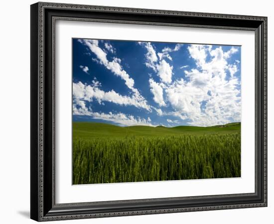 Spring fields of wheat, peas and barley-Terry Eggers-Framed Photographic Print