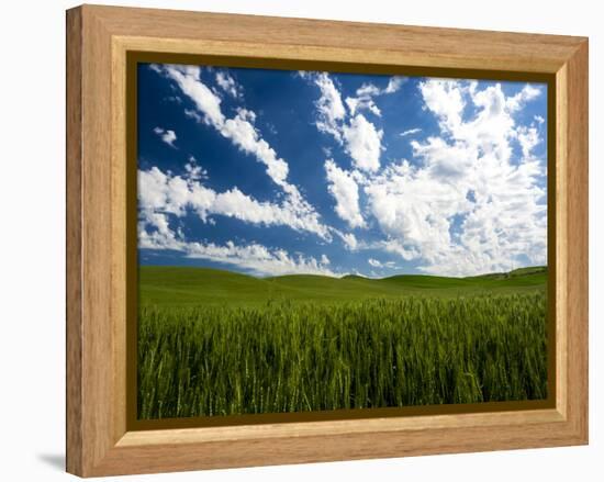 Spring fields of wheat, peas and barley-Terry Eggers-Framed Premier Image Canvas