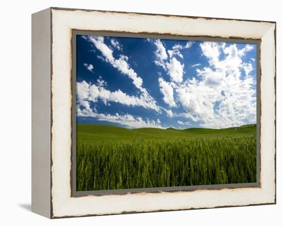 Spring fields of wheat, peas and barley-Terry Eggers-Framed Premier Image Canvas