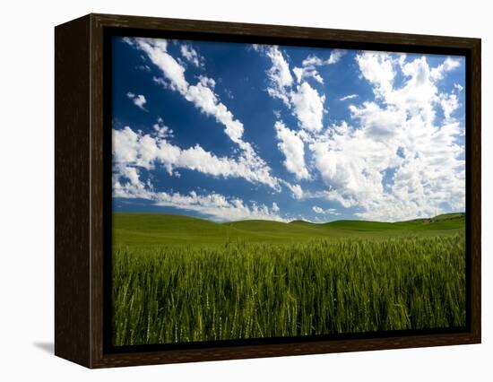 Spring fields of wheat, peas and barley-Terry Eggers-Framed Premier Image Canvas