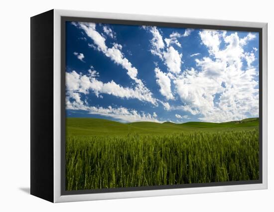 Spring fields of wheat, peas and barley-Terry Eggers-Framed Premier Image Canvas