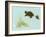 Spring Fling - Trutle and Snail-Peggy Harris-Framed Giclee Print