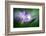 Spring Flower Closeup-Ursula Abresch-Framed Photographic Print