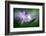 Spring Flower Closeup-Ursula Abresch-Framed Photographic Print