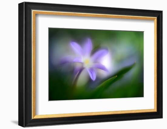 Spring Flower Closeup-Ursula Abresch-Framed Photographic Print