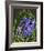 Spring Flower Garden Hyacinths-null-Framed Premium Giclee Print