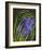 Spring Flower Garden Hyacinths-null-Framed Premium Giclee Print