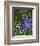 Spring Flower Garden Hyacinths-null-Framed Art Print