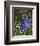 Spring Flower Garden Hyacinths-null-Framed Art Print