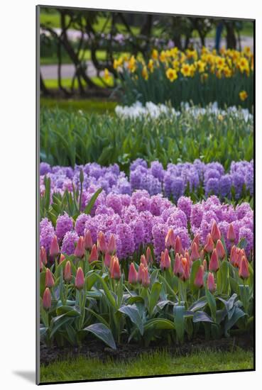 Spring Flower Garden with Daffodils, Tulips and Hyacinth-Anna Miller-Mounted Photographic Print