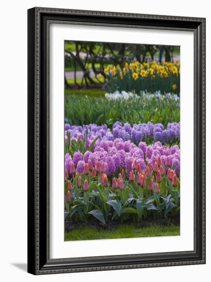 Spring Flower Garden with Daffodils, Tulips and Hyacinth-Anna Miller-Framed Photographic Print