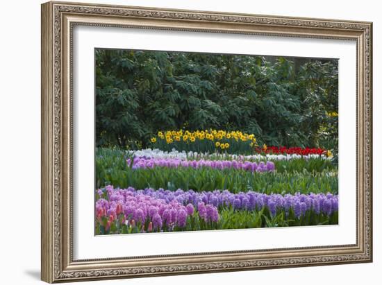 Spring Flower Garden with Daffodils, Tulips and Hyacinth-Anna Miller-Framed Photographic Print