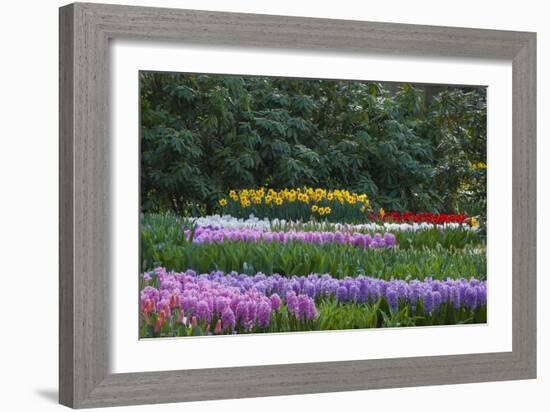 Spring Flower Garden with Daffodils, Tulips and Hyacinth-Anna Miller-Framed Photographic Print