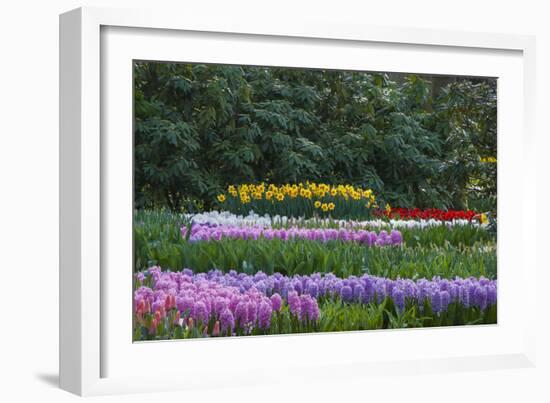 Spring Flower Garden with Daffodils, Tulips and Hyacinth-Anna Miller-Framed Photographic Print