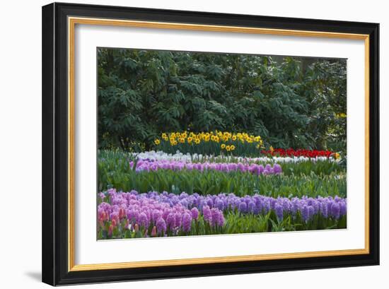 Spring Flower Garden with Daffodils, Tulips and Hyacinth-Anna Miller-Framed Photographic Print