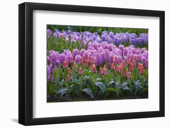 Spring Flower Garden with Tulips and Hyacinth-Anna Miller-Framed Photographic Print