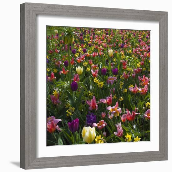 Spring Flowerbed with Tulips, Daffodils and Hyacinth-Anna Miller-Framed Photographic Print