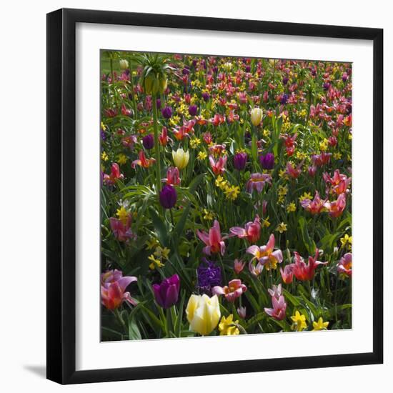 Spring Flowerbed with Tulips, Daffodils and Hyacinth-Anna Miller-Framed Photographic Print
