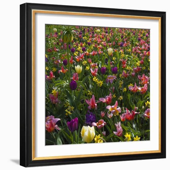 Spring Flowerbed with Tulips, Daffodils and Hyacinth-Anna Miller-Framed Photographic Print