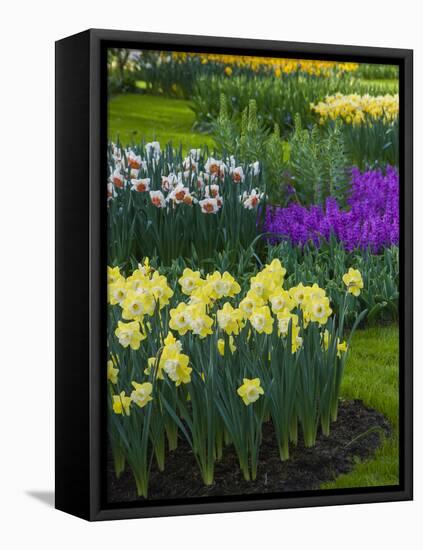 Spring flowerbeds with daffodils and hyacinth-Anna Miller-Framed Premier Image Canvas