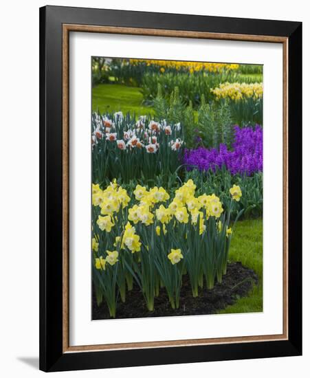 Spring flowerbeds with daffodils and hyacinth-Anna Miller-Framed Photographic Print