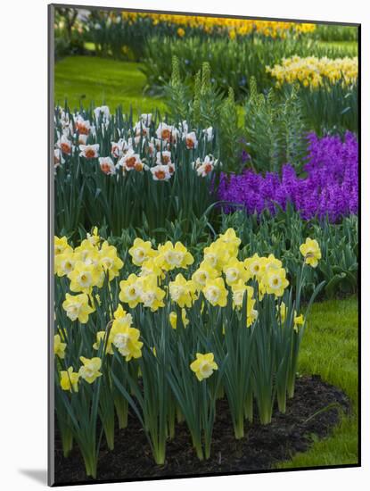 Spring flowerbeds with daffodils and hyacinth-Anna Miller-Mounted Photographic Print