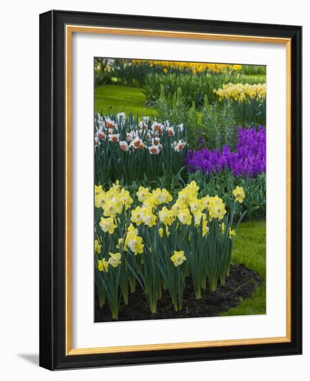 Spring flowerbeds with daffodils and hyacinth-Anna Miller-Framed Photographic Print