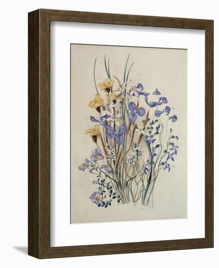 Spring Flowers, 19th Century-Caroline Louisa Meredith-Framed Giclee Print