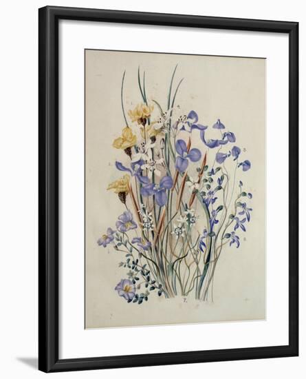 Spring Flowers, 19th Century-Caroline Louisa Meredith-Framed Giclee Print