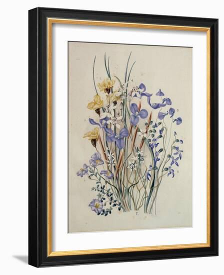 Spring Flowers, 19th Century-Caroline Louisa Meredith-Framed Giclee Print