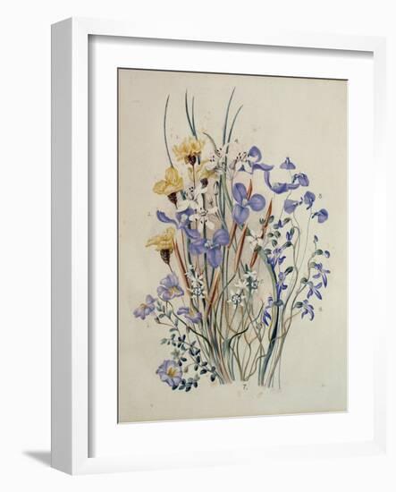 Spring Flowers, 19th Century-Caroline Louisa Meredith-Framed Giclee Print