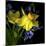 Spring Flowers 1-Magda Indigo-Mounted Photographic Print