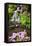 Spring Flowers Add Beauty to Waterfall at Crystal Springs Garden, Portland Oregon. Pacific Northwes-Craig Tuttle-Framed Premier Image Canvas