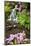 Spring Flowers Add Beauty to Waterfall at Crystal Springs Garden, Portland Oregon. Pacific Northwes-Craig Tuttle-Mounted Photographic Print