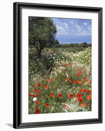 Spring Flowers, Akrotiri Peninsula, Chania Region, Crete, Greek Islands, Greece, Europe-Stuart Black-Framed Photographic Print