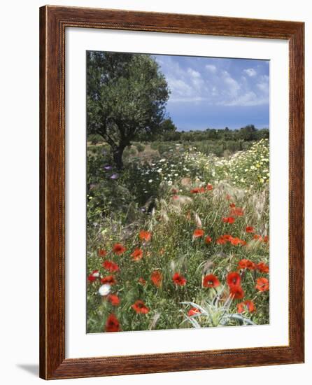 Spring Flowers, Akrotiri Peninsula, Chania Region, Crete, Greek Islands, Greece, Europe-Stuart Black-Framed Photographic Print