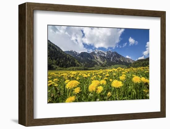 Spring Flowers and Green Meadows, Bregaglia Valley, Engadine-Roberto Moiola-Framed Photographic Print