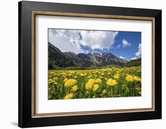 Spring Flowers and Green Meadows, Bregaglia Valley, Engadine-Roberto Moiola-Framed Photographic Print