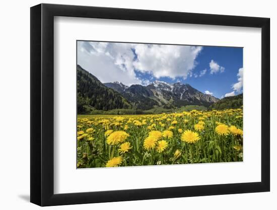 Spring Flowers and Green Meadows, Bregaglia Valley, Engadine-Roberto Moiola-Framed Photographic Print