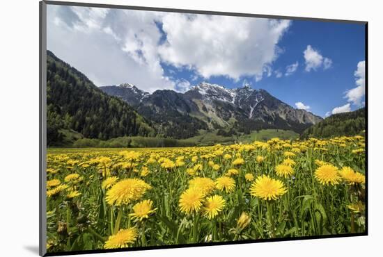 Spring Flowers and Green Meadows, Bregaglia Valley, Engadine-Roberto Moiola-Mounted Photographic Print