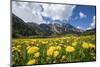 Spring Flowers and Green Meadows, Bregaglia Valley, Engadine-Roberto Moiola-Mounted Photographic Print
