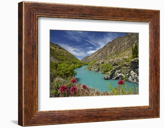 Spring Flowers and Kawarau River, Kararau Gorge, Central Otago, South Island, New Zealand-David Wall-Framed Photographic Print