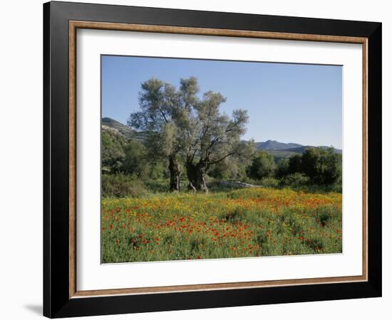 Spring Flowers and Olive Trees on Lower Troodos Slopes Near Arsos, Cyprus-Michael Short-Framed Photographic Print